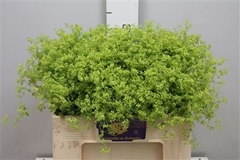 Alchem M Robustica 55cm
