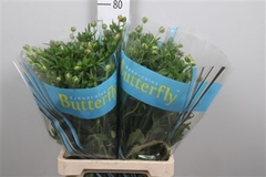Ran Butterfly Eris 70cm 45gram