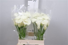 Zant White Flirt 60cm