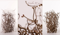 Coryl Av Contorta 50cm