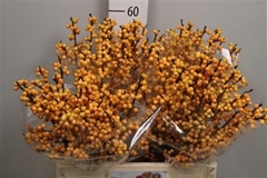 Ilex Golden Verboom 60cm