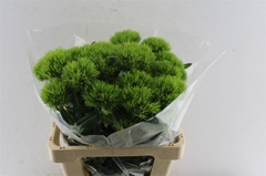 Di Barb Green Wicky 60cm 23