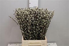 Salix Ca Snow Flake 50cm