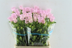 Camp M Pearl Pink 70cm