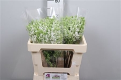 Syr V Engler Weiss T 50cm