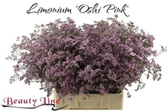Lim Saf Oshi Pink 70cm 40gram