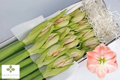 Hipp St Darling 75cm 4+