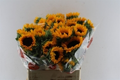 Helian An Orange Fir 80cm 34