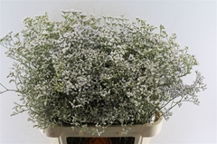 Lim White Neto 80cm 40gram