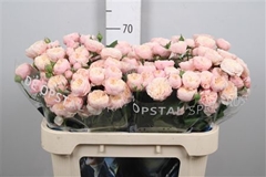 R Tr Royal Blush 70cm 65+