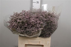 Lim Saf Oshi Pink 60cm 20gram