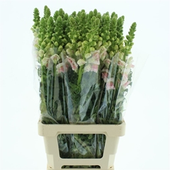 Antir Opus Appleblos 70cm