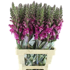 Antir Opus Lavender 70cm