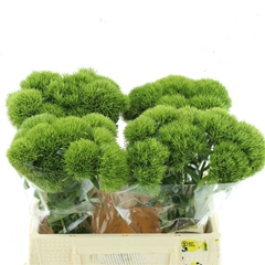 Di Barb Kiwi Mellow 35cm