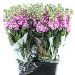 Matth Iron Rose Pink 70cm 24