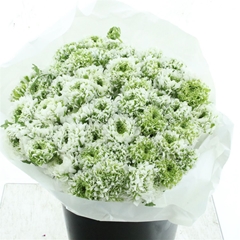 Ran Pon Pon Igloo 45cm 40gram
