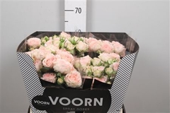R Tr Sweet Sofie 60cm