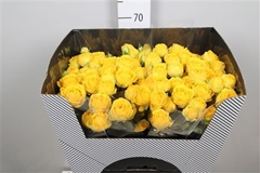 R Tr Lun Trendsetter 70cm 55+