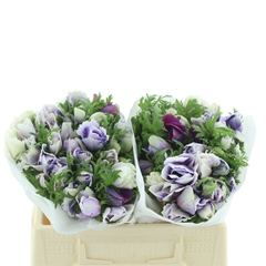 Anem Co Mis + Azzurr 35cm