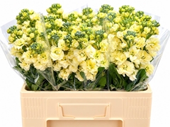 Matth Stx Yellow 50cm 13