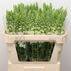 Antir Opus White 70cm