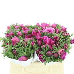 Anem Co Mis + Fucsia 35cm