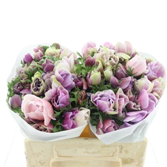 Anem Co Mis + Rarity 35cm