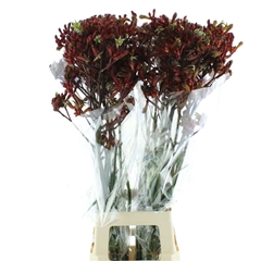 Anigoz Early Spring 70cm
