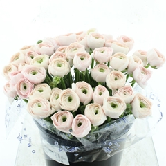 Ran Su Hanoi 40cm 80gram