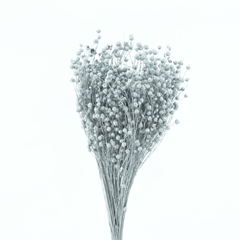 Snijbloemen Klb H% 50cm 120gram