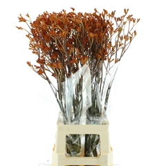 Anigoz Sienna Gold 80cm
