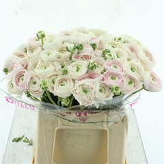 Ran Su Hanoi 40cm 50gram
