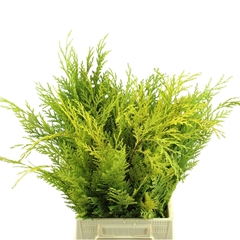 Chama Ov Bs 40cm 980gram