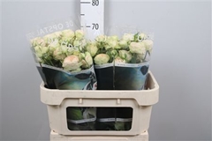 R Tr Darlene 70cm 65+