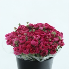 Ran Elegance Hot Pin 35cm 28gram