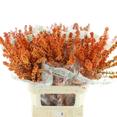 Ilex Winter Gold 90cm
