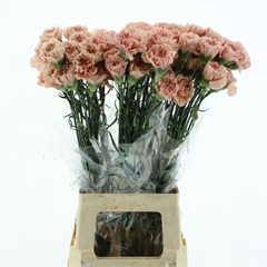 Di St Other 70cm 24