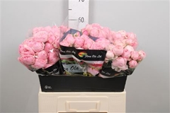 R Tr Mansfi Pin Park 60cm 65+