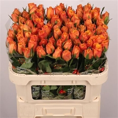R Gr Confidential 70cm
