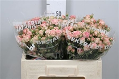 R Tr Pepita 55cm 45+