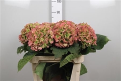 Hydr Verena Classic 80cm 21cm Ø