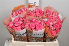R Tr Sweet Julia 50cm 55+