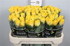 Rosa Solero 70cm