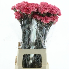 Di St Ov Klb 21% 70cm 23