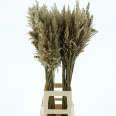 Dried Flowers 100 Gram 100cm