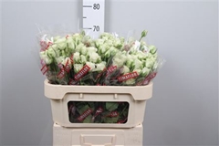 R Tr Snowflake 70cm 55+