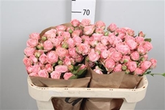 R Tr Madam Bombastic 70cm 55+