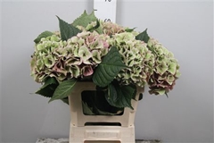 Hydr M Royal Love Cl 60cm 18cm Ø