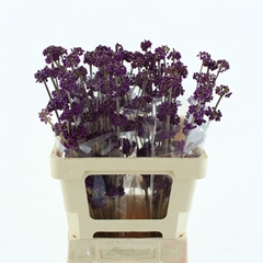 Callicarpa Giraldii 70cm