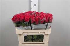 R Gr Madam Cerise 70cm